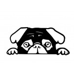 Sticker Peeking Pug Black